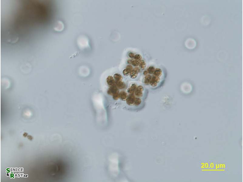 Microcystis viridis