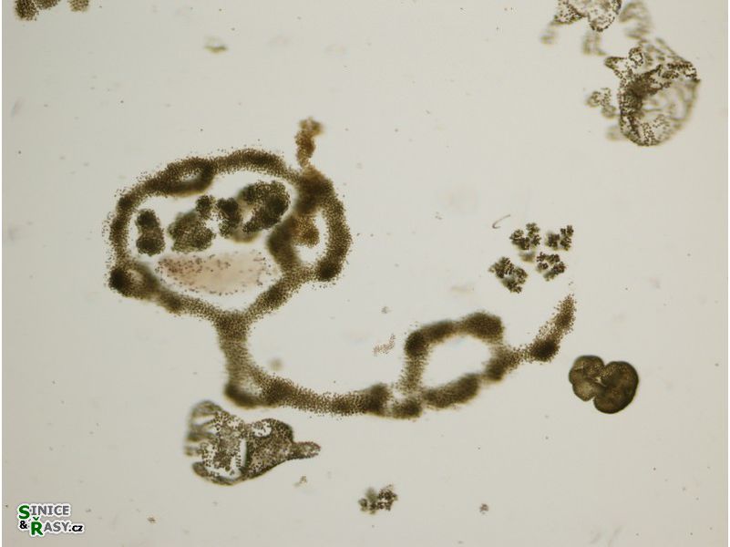 Microcystis spp.