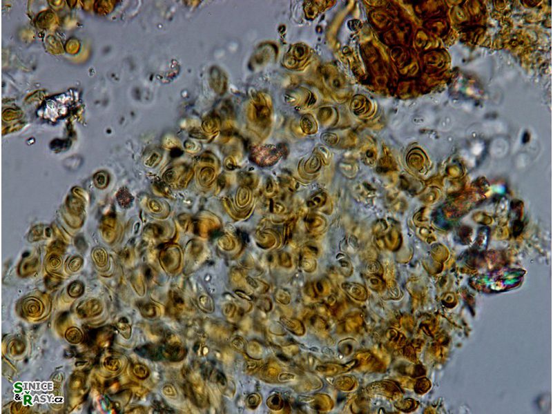 Podocapsa pedicellata