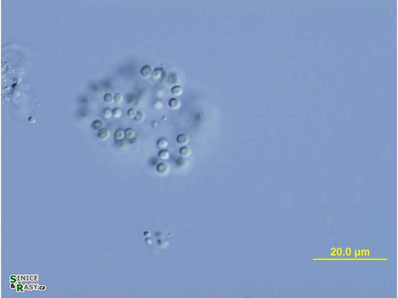 Snowella litoralis