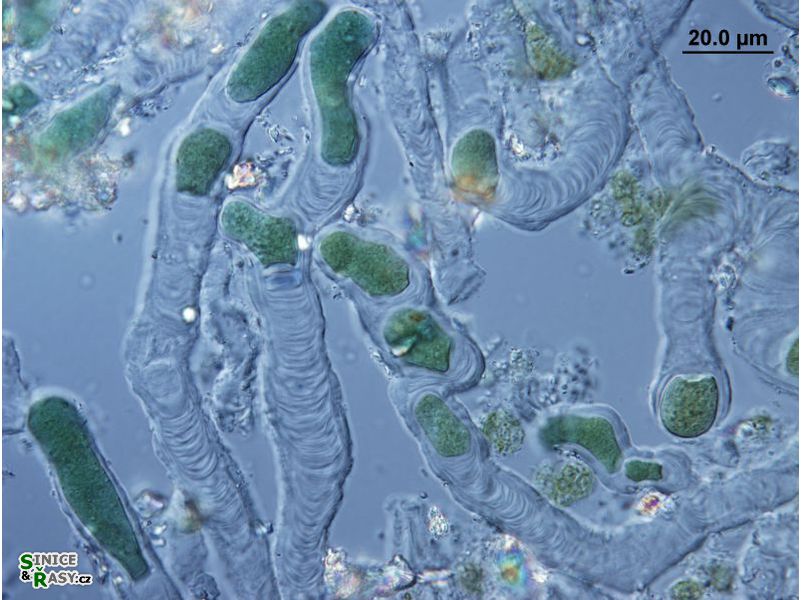 Solentia paulocellulare