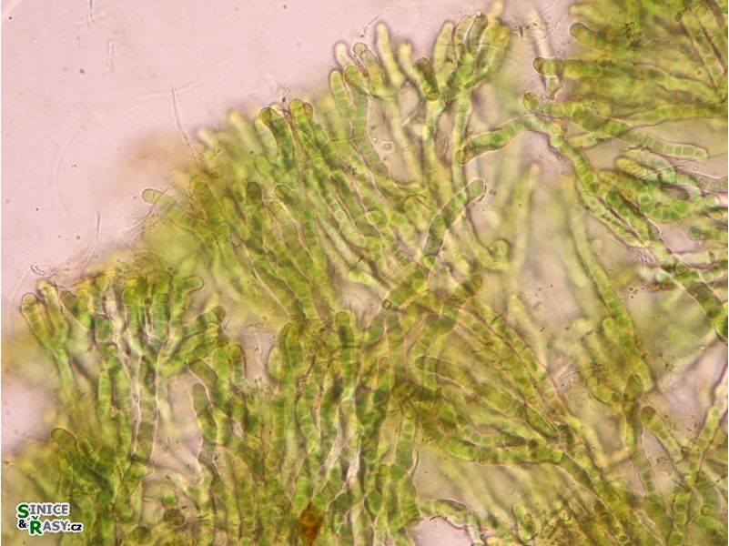 Capsosira brebissonii