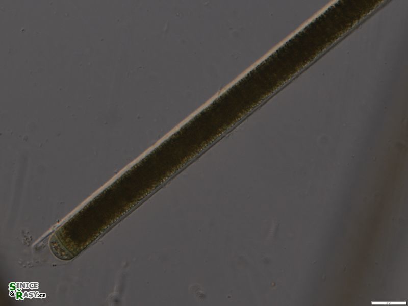 Limnoraphis hieronymusi