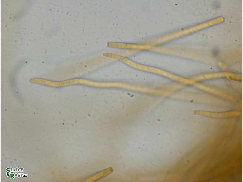 Phormidium beggiatiformis