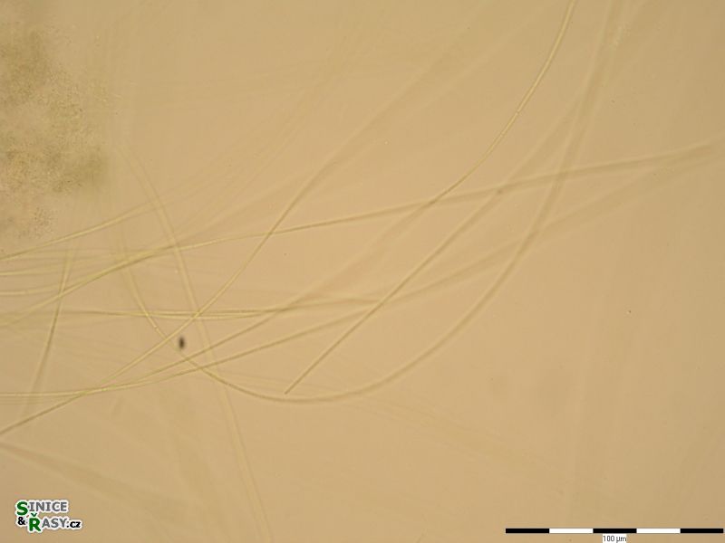 Prochlorothrix