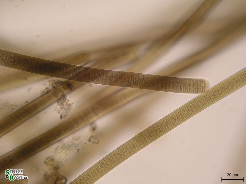 Tenebriella amphibia