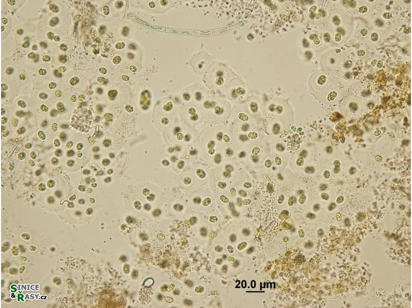 Aphanothece microscopica