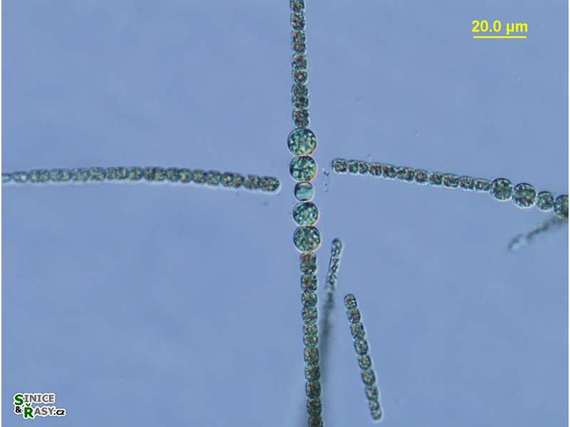 Sphaerospermopsis aphanizomenoides