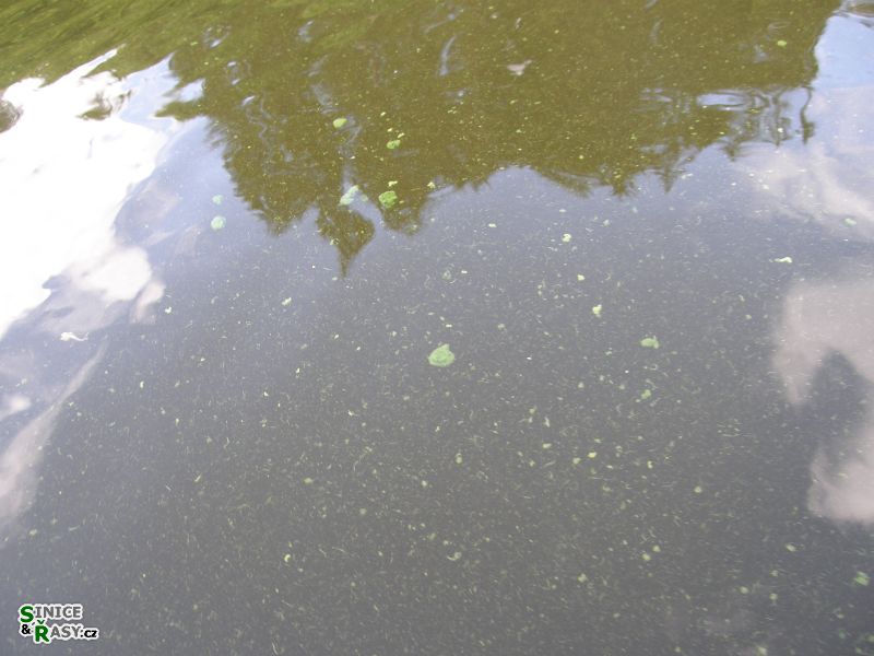 Aphanizomenon flos-aquae