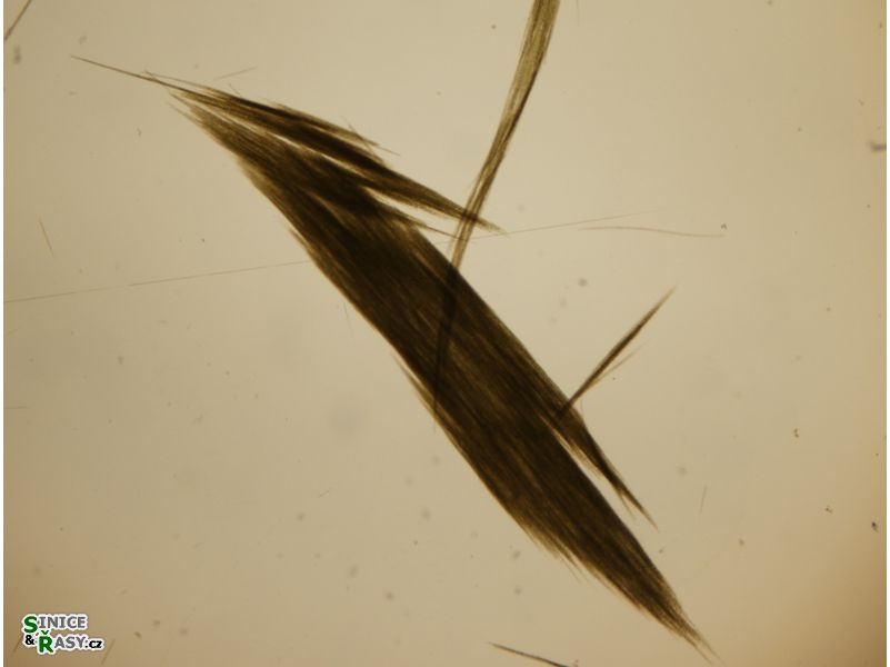Aphanizomenon flos-aquae