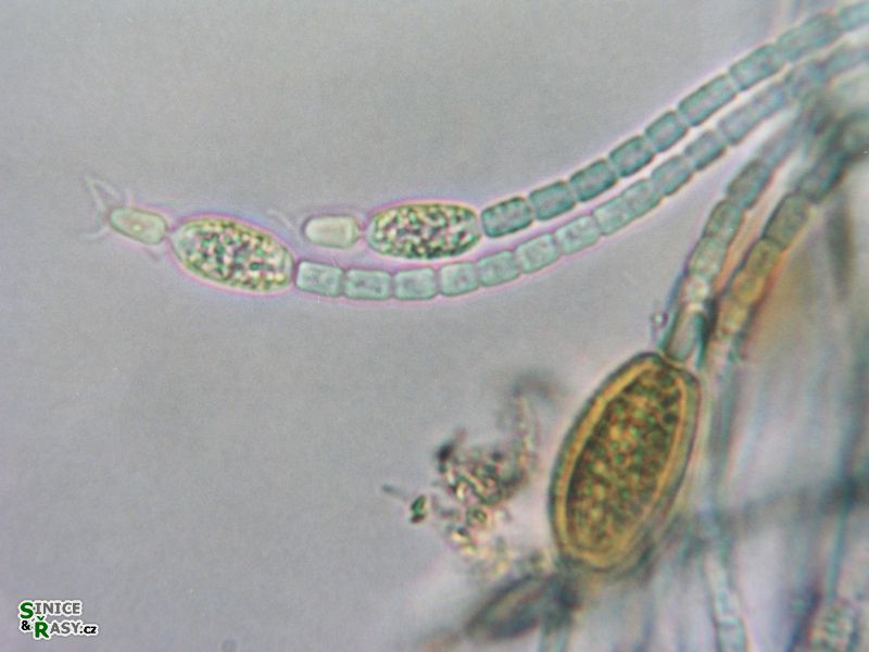 Cylindrospermum indicum
