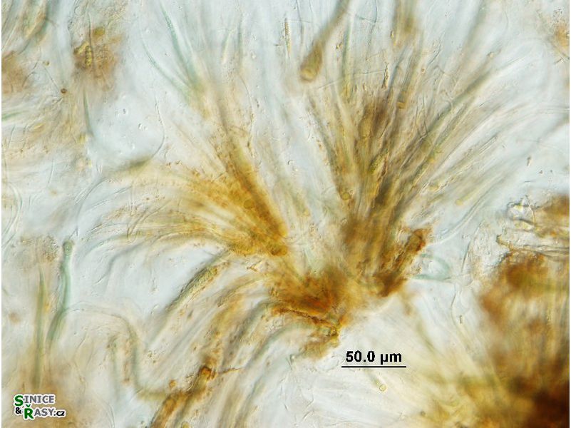 Dichothrix cf. baueriana