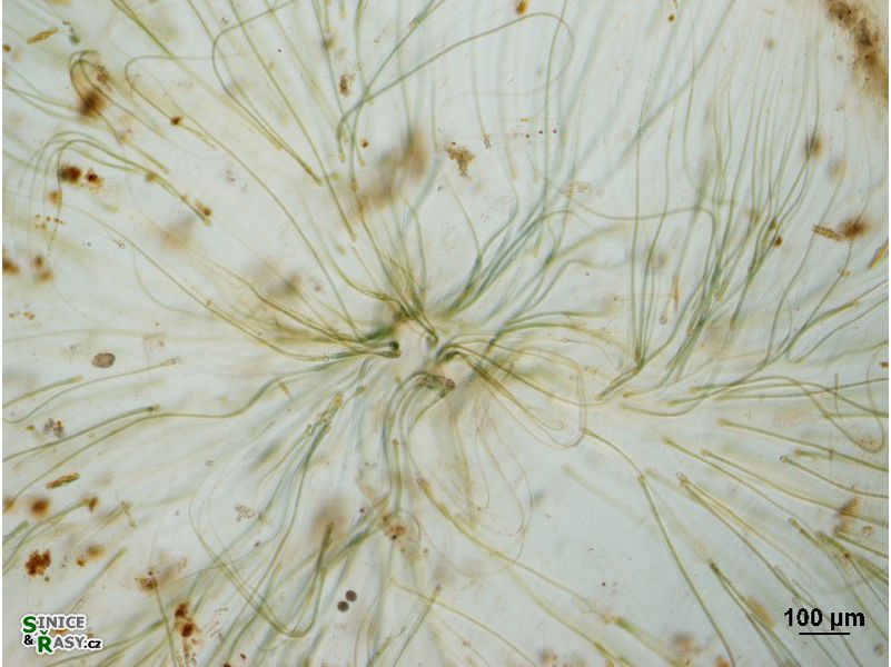 Dichothrix cf. baueriana