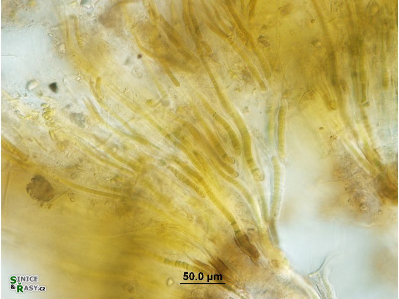 Dichothrix cf. baueriana