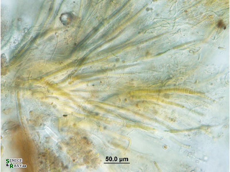 Dichothrix cf. baueriana