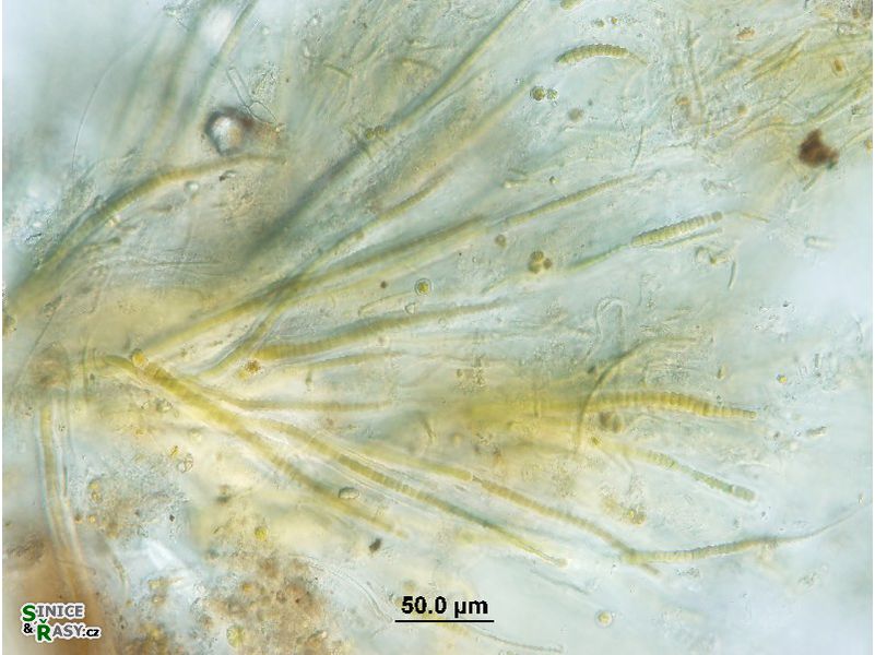 Dichothrix cf. baueriana