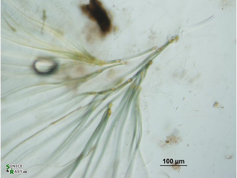 Dichothrix cf. baueriana