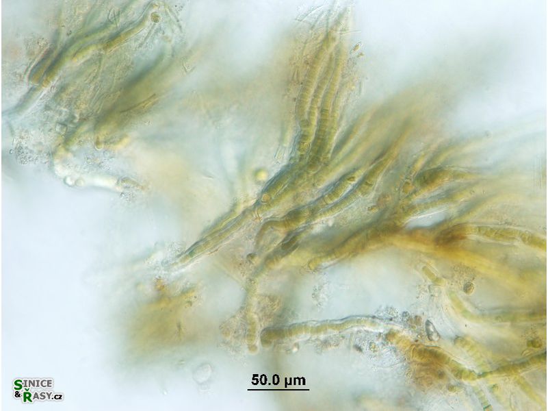 Dichothrix cf. baueriana