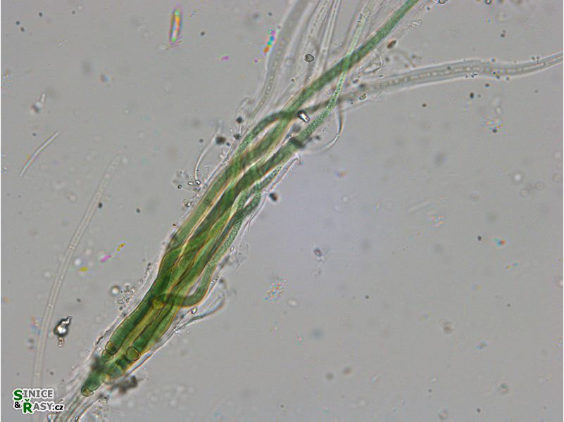 Dichothrix ledererii