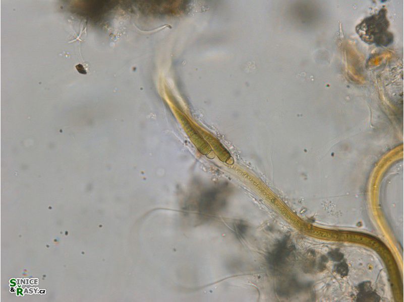 Dichothrix ledererii 