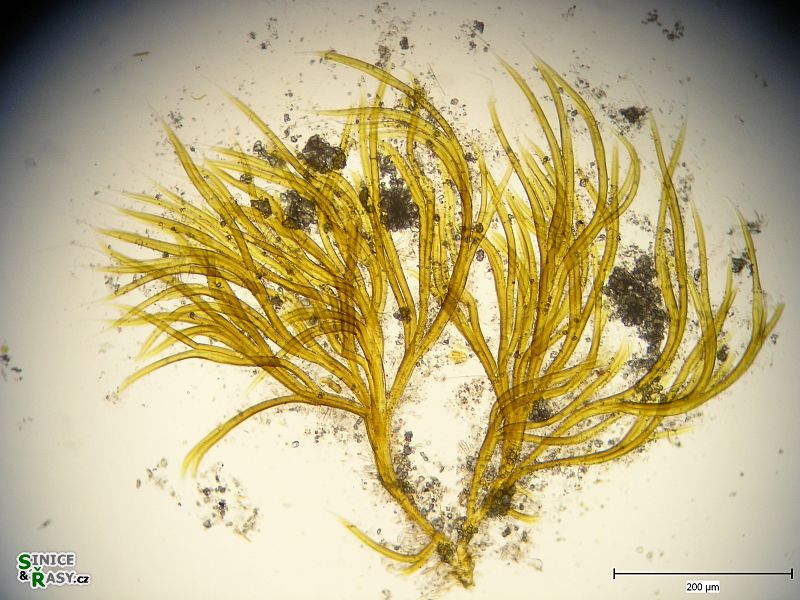 Dichothrix orsiniana