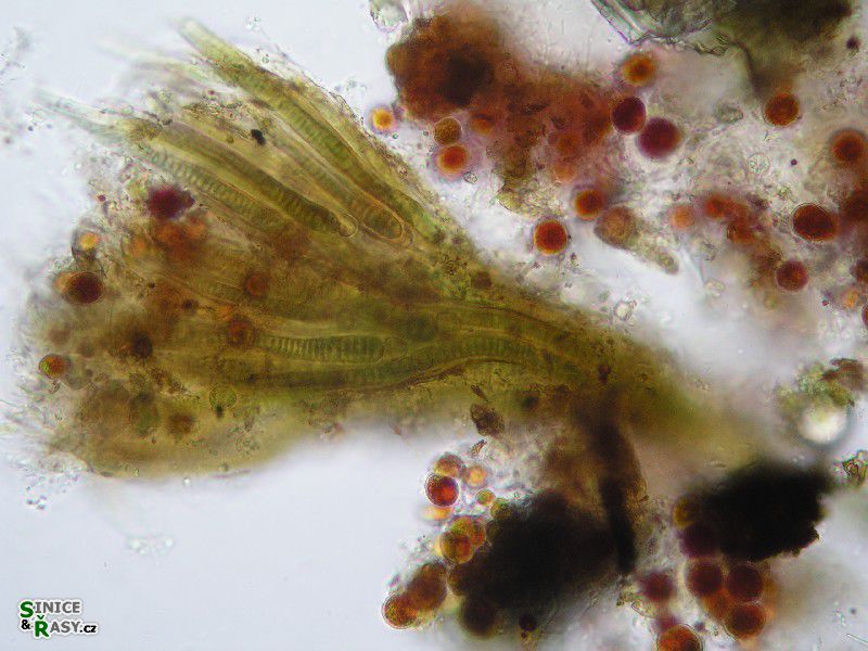 Dichothrix sp. 