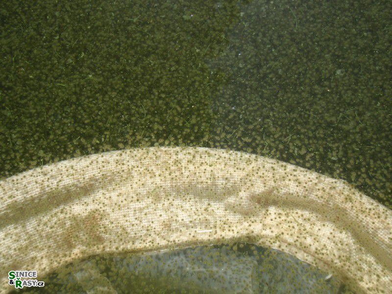 Gloeotrichia echinulata