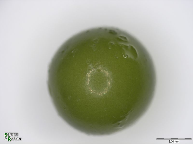Nostoc parmelioides