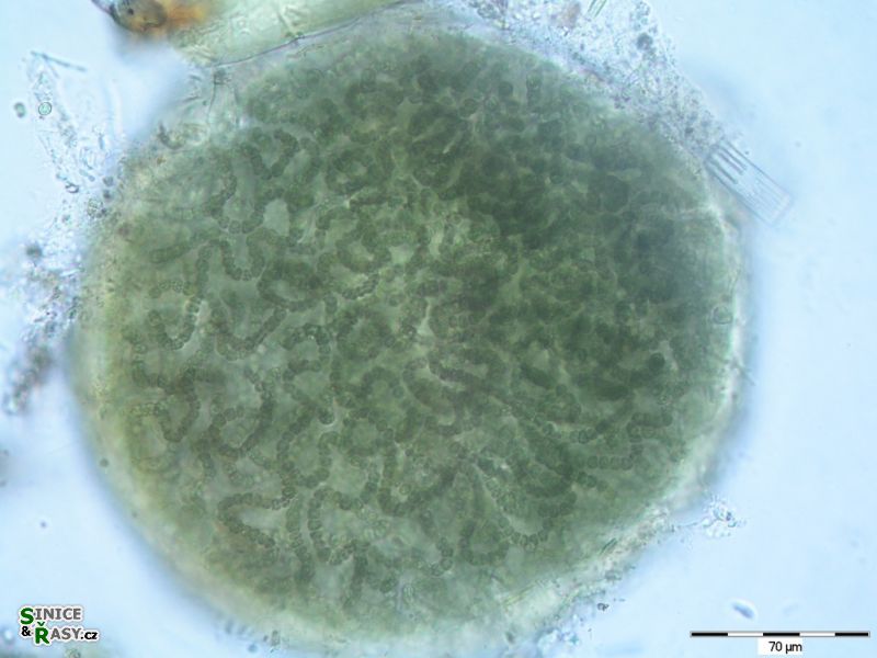 Nostoc