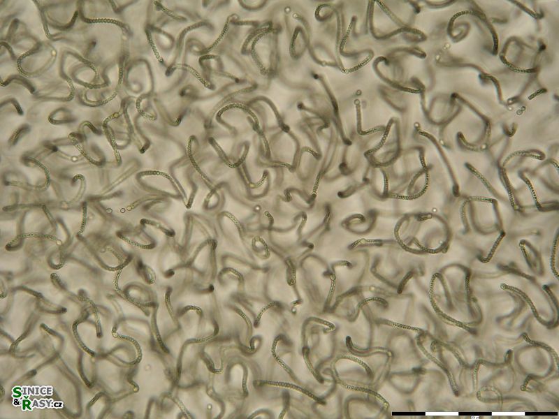 Nostoc