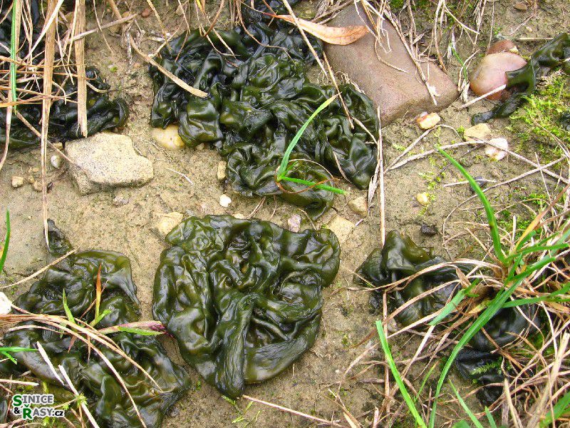Nostoc commune