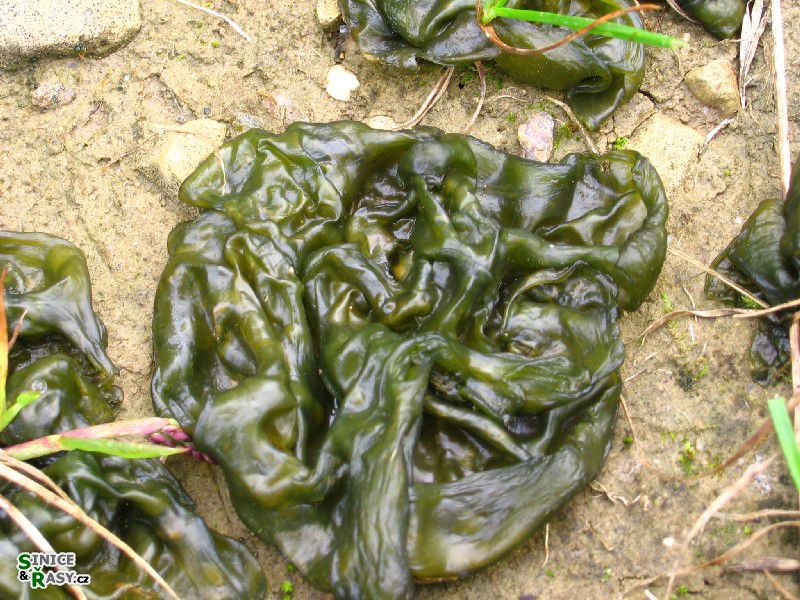 Nostoc commune