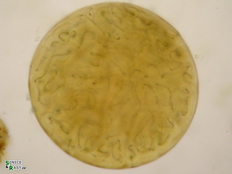 Nostoc sp.