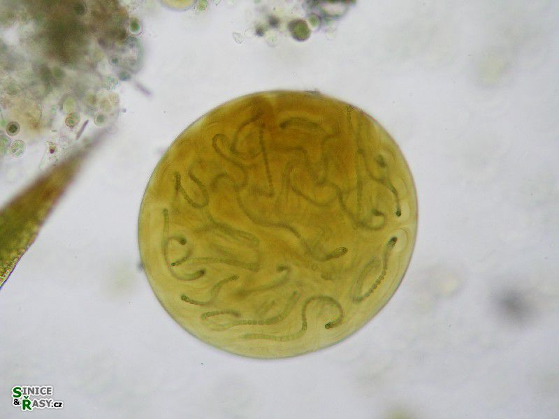 Nostoc sp. 