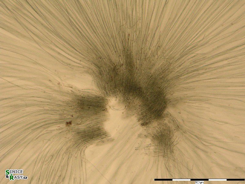 Nostochopsis lobatus