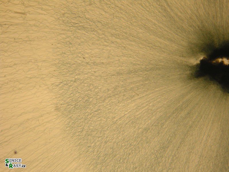 Nostochopsis lobatus