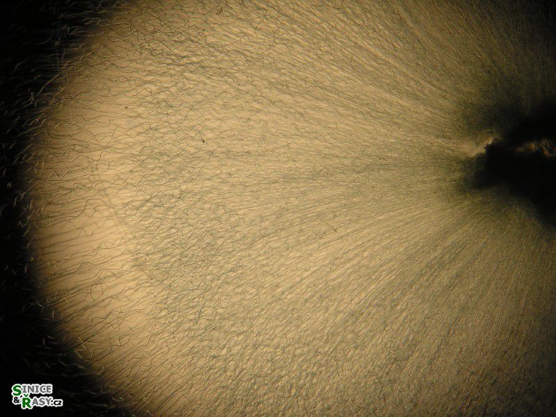 Nostochopsis lobatus