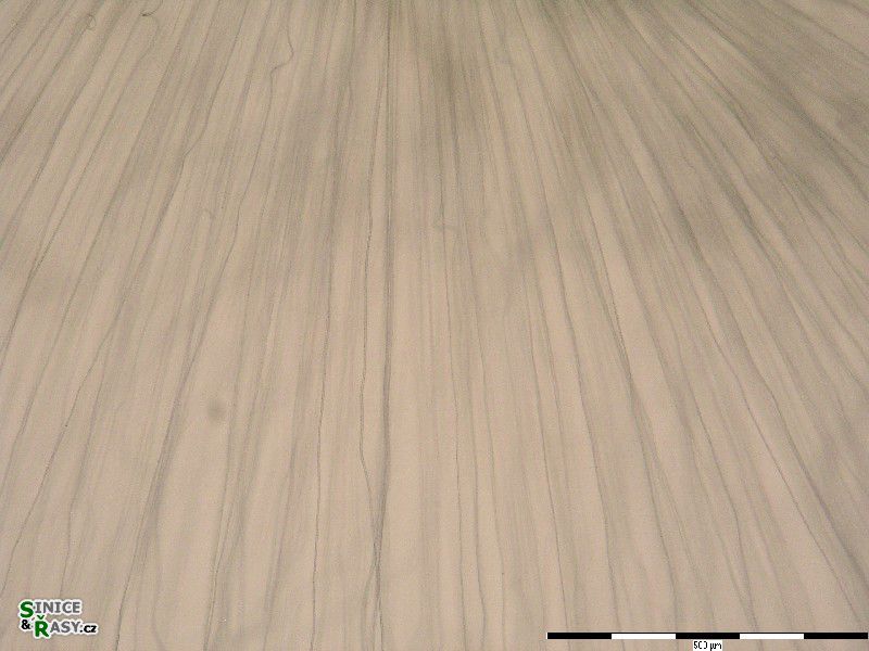 Nostochopsis lobatus