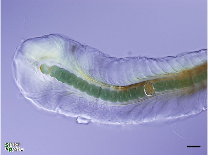 Patalonema alatum