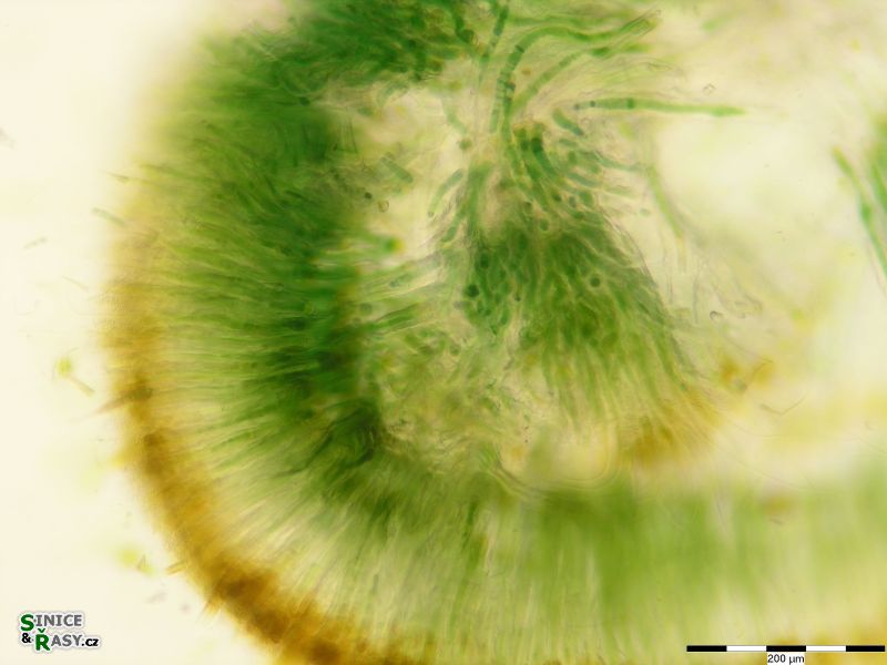 Rivularia atra