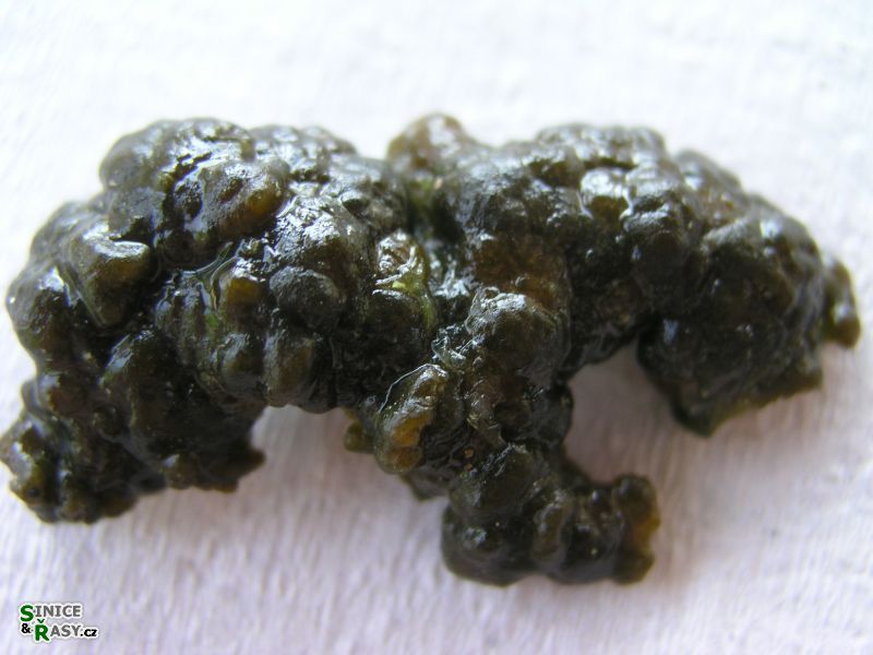 Rivularia mesenterica