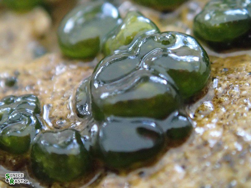 Rivularia mesenterica