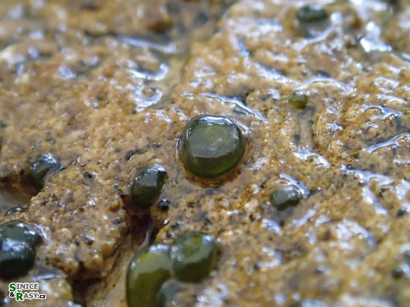Rivularia mesenterica