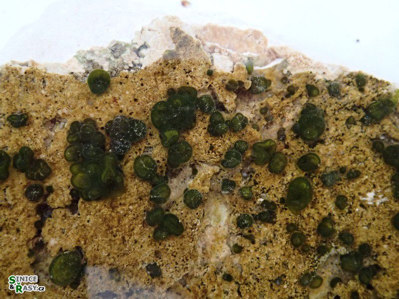 Rivularia mesenterica