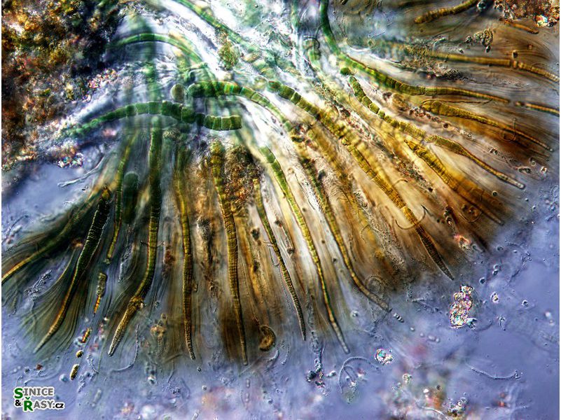 Rivularia bullata (+ Geitlerinema cf. acuiforme)