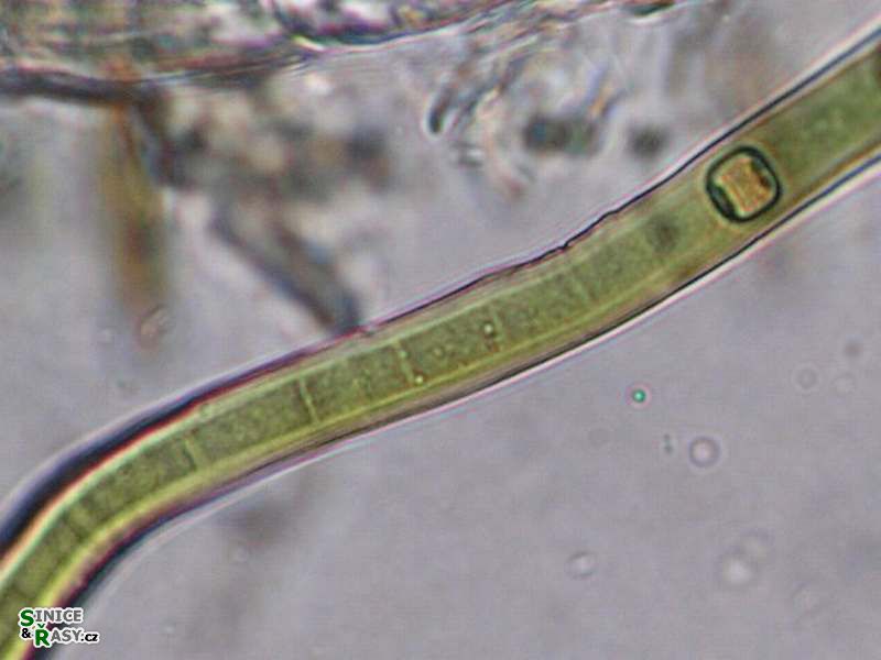 Scytonema mirabile