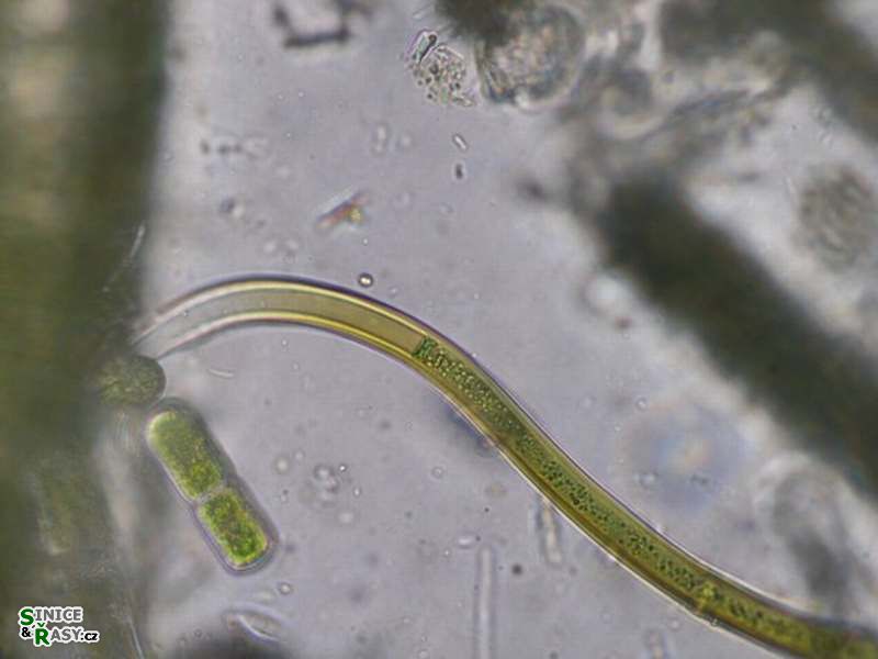 Scytonema mirabile