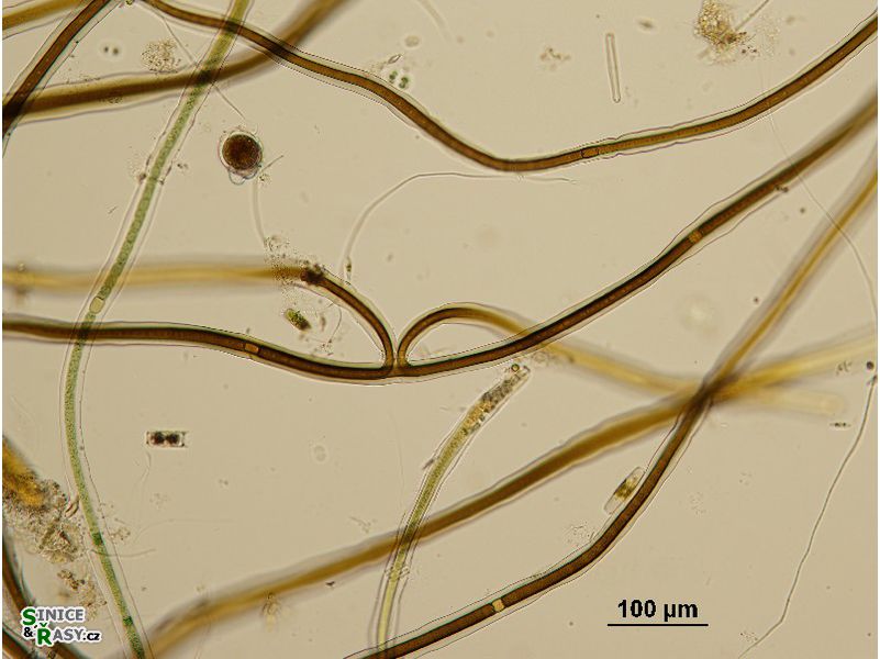 Scytonema cf. myochrous