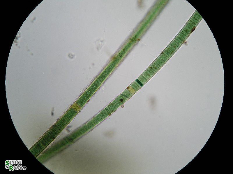 Scytonema crispum
