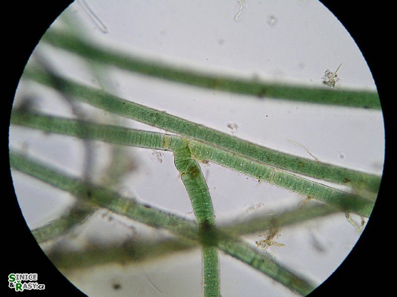 Scytonema crispum 